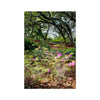 Primordial Forest - Zilker Botanical Garden Austin Hahnemuhle Photo Rag Print