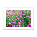 Pretty in Pink  18 - Sarlat-la-Canéda France Framed & Mounted Print
