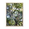 Savannah Live Oaks 2 Framed Print