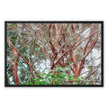Coral Bark Trees 1 Savannah Winter 2015 Framed Canvas