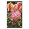 Roses 6 - Sacramento Capitol Park Framed Canvas