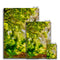 Sonoma Spring Forest Vineyard Canvas