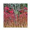 Winter Berries 3 - Asheville Hahnemuhle Photo Rag Print