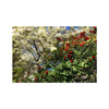 Red Camellias in a Tree of White Blossoms 1 Hahnemuhle Photo Rag Print