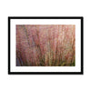 Potpourri Grasses  Framed & Mounted Print