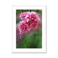 Chicago "Rose" - Peonies Framed & Mounted Print