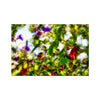 Late Winter Flowers - Monterey Bay Hahnemuhle Photo Rag Print