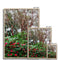 Coral Bark Trees 7 Savannah Winter 2015 Framed Print