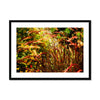 Autumn Grasses 3 Framed & Mounted Print