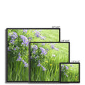 Purple Flowers in a Field of Green and Yellow  - Grant Park Chicago Framed Canvas