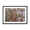 Coral Bark Trees 2 Savannah Winter 2015 Framed & Mounted Print
