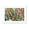 Coral Bark Trees 3 Savannah Winter 2015 Framed & Mounted Print