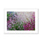 Pretty in Pink 1 - Sarlat-la-Canéda France Framed & Mounted Print