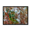 Coral Bark Trees 5 Savannah Winter 2015 Framed Print