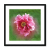 Chicago "Rose" - Peony Framed & Mounted Print