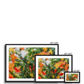The Colors of Laguna Hills 3 Framed & Mounted Print