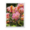 Roses 6 - Sacramento Capitol Park Framed Print