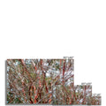 Coral Bark Trees 2 Savannah Winter 2015 Hahnemuhle Photo Rag Print