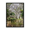 Winter Treescape - Zilker Botanical Garden Austin Framed Print