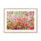 Pretty in Pink  6 - San Marcos, CA Framed & Mounted Print