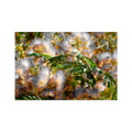 Golden Mimosa Tree Hahnemuhle Photo Rag Print
