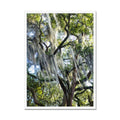 Savannah Live Oaks 2 Framed Print
