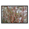 Coral Bark Trees 2 Savannah Winter 2015 Framed Canvas