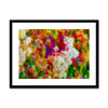 Chinese Hawthorn - Variation 3 Framed & Mounted Print