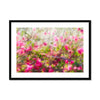 Pretty in Pink  4 - San Marcos, CA Framed & Mounted Print