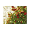 Red Camellias in a Tree of White Blossoms 2 Hahnemuhle Photo Rag Print