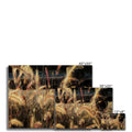I Sing the Grasses Electric 6 Canvas