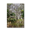 Winter Treescape - Zilker Botanical Garden Austin Canvas