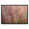 Potpourri Grasses  Framed Canvas