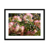 Mimosa Tree 4 Framed & Mounted Print