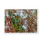 Coral Bark Trees 5 Savannah Winter 2015 Framed Print