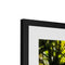 Sonoma Spring Forest Vinyard Framed & Mounted Print