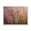 Potpourri Grasses  Framed Print