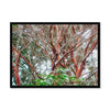 Coral Bark Trees 1 Savannah Winter 2015 Framed Print