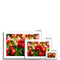 Flowers for Algernon 3 Framed & Mounted Print