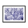 Portrait of a Tree Framed & Mounted Print