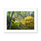 Enchanted Forest - Plein Air Laguna Niguel Framed & Mounted Print