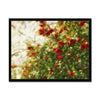 Red Camellias in a Tree of White Blossoms 2 Framed Print