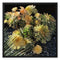 Succulents - Outdoor Still Life Dana Point Framed Canvas