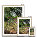 Primordial Forest - Zilker Botanical Garden Austin Framed & Mounted Print