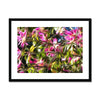 Orchid Tree San Marcos California Framed & Mounted Print