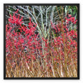 Winter Berries 3 - Asheville Framed Canvas