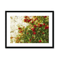 Red Camellias in a Tree of White Blossoms 2 Framed & Mounted Print