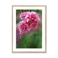 Chicago "Rose" - Peonies Framed & Mounted Print