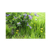 Purple Flowers in a Field of Green and Yellow  2 - Grant Park Chicago Hahnemuhle Photo Rag Print