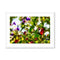 Late Winter Flowers - Monterey Bay Framed & Mounted Print